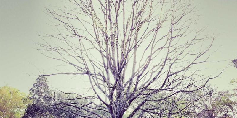 网络技术42：DNS管理、网络安全与云服务的融合演进