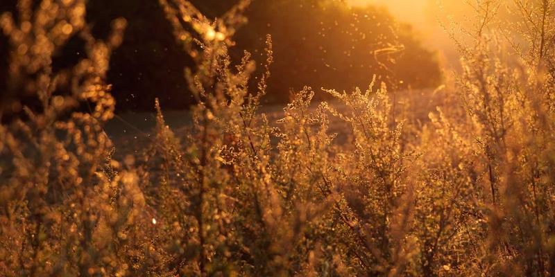 网络技术解析:从DNS管理到云服务,构建数字世界的基石